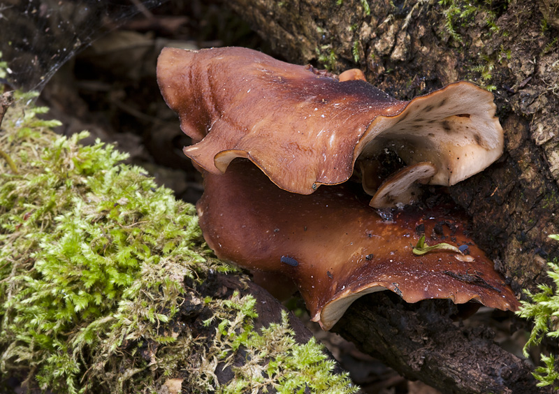 Polyporus badius